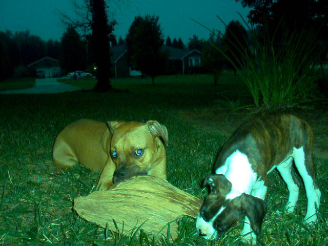 Big Chew Toy!