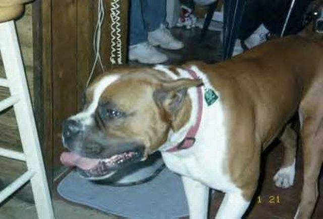 Big Daddy Brutus