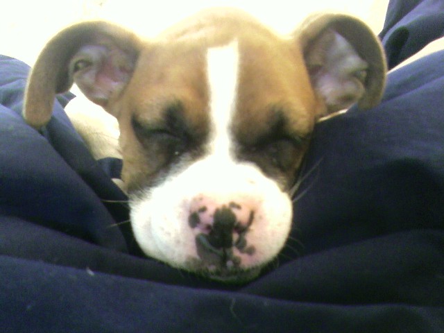 Big Ears
