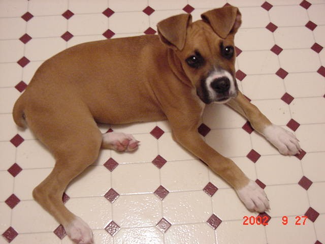 Big Ears
