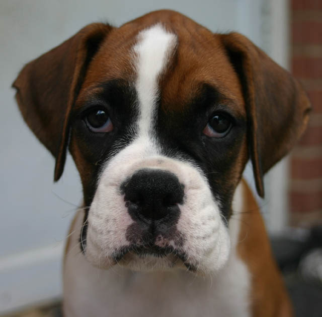 big face bailey