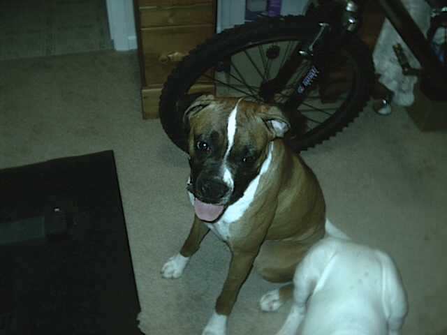 Big fat tongue