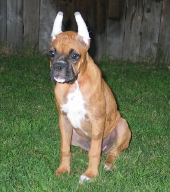 Big Girl Ears Front