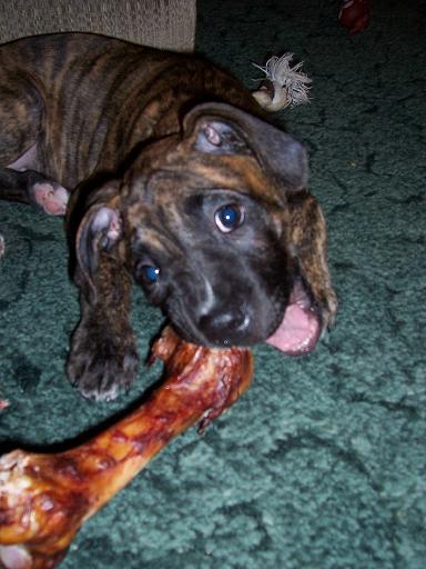 Big Ham Bone
