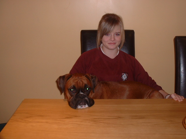 Big lap dog
