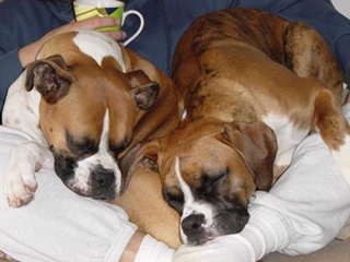 Big ol' lap dogs