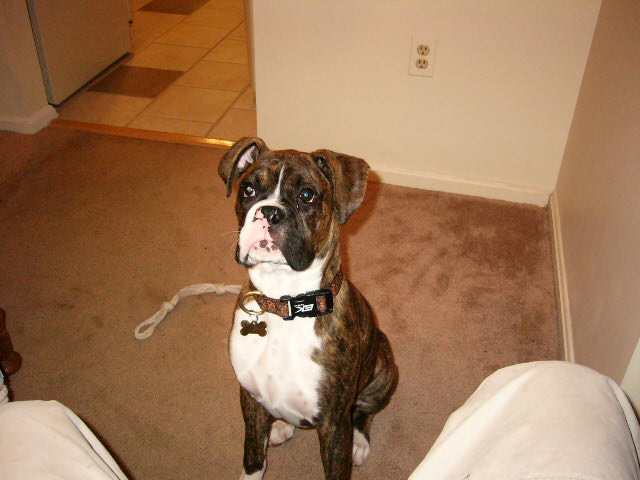 Big Otis