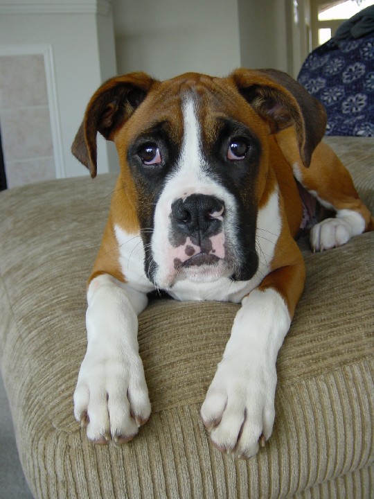 Big Paws