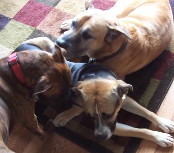 Big Pile of Boxers (and boxer mix)
