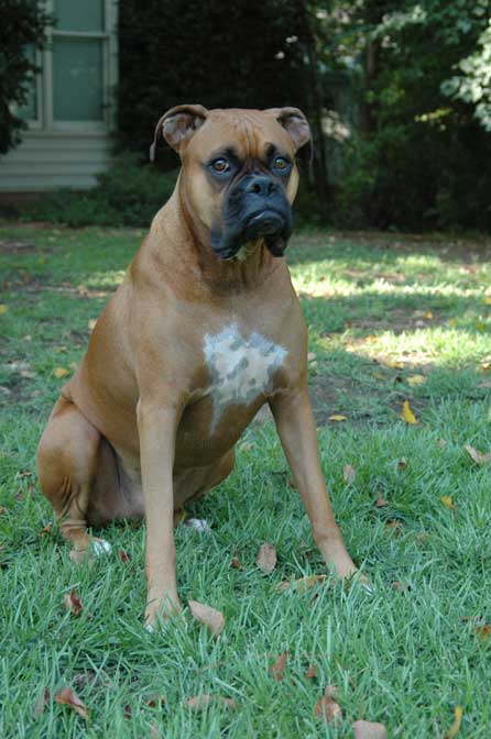 Big Serious Gus