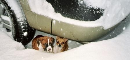 Big Snow Lil' Pups
