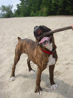big stick