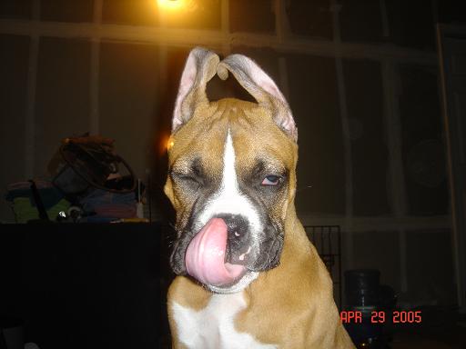 Big tongue, Tall ears