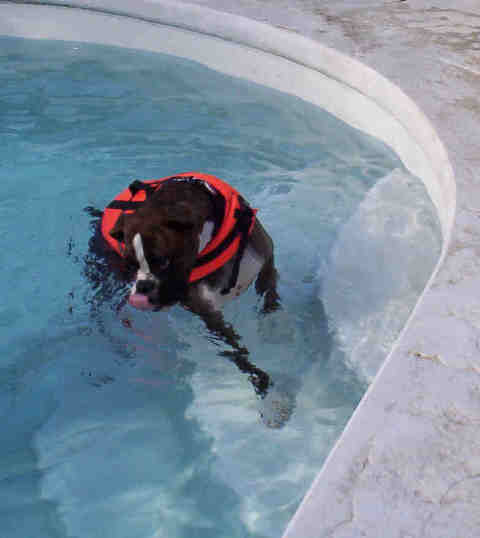Big waterbowl