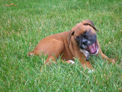 Big Yawn!