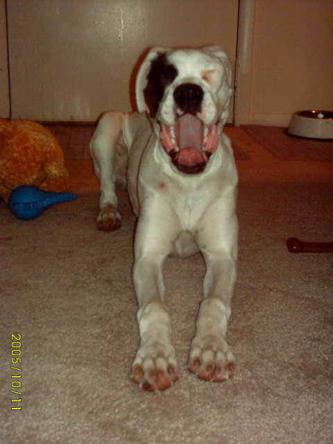 Big Yawn!