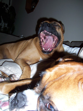 Big Yawn!
