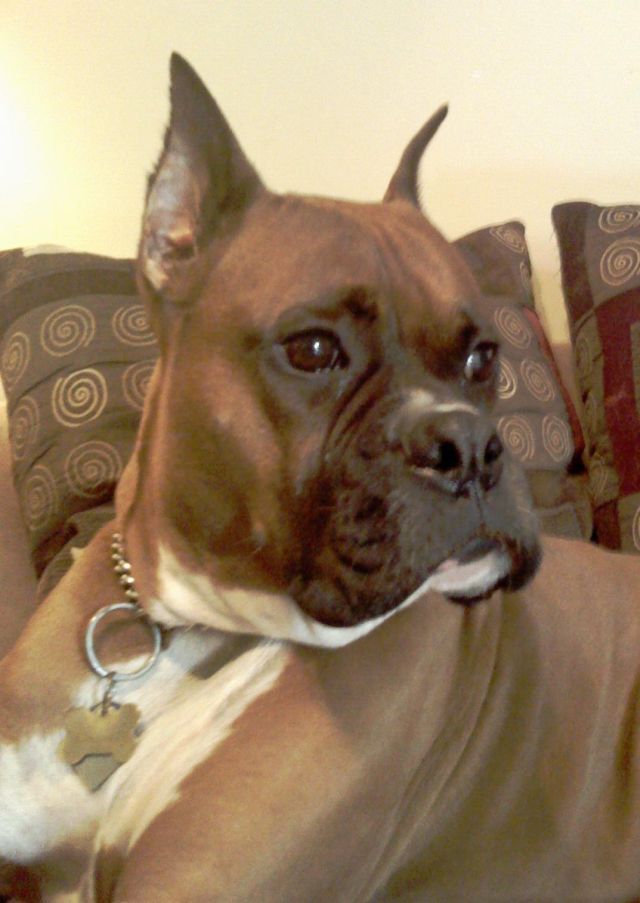 big_boy
