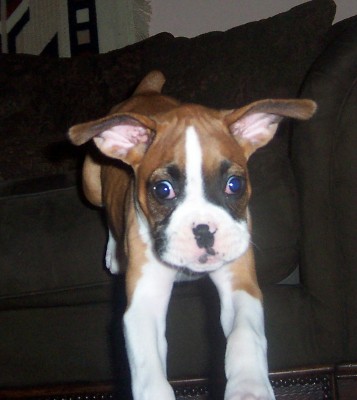 Big_Eyes