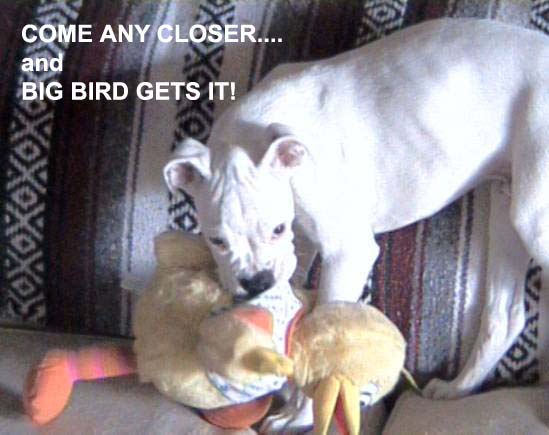 bigbird_gets_it_copy