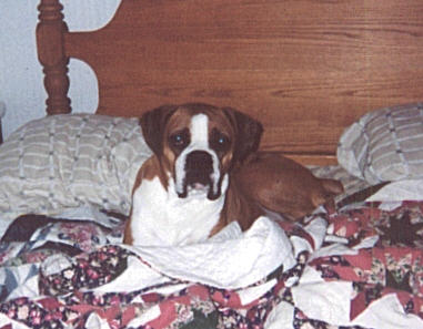 biggest bed hawg!