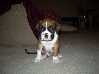Biggie at 6 weeks