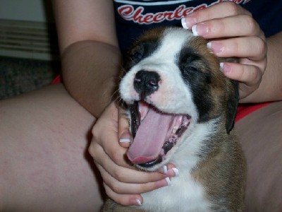bigyawn