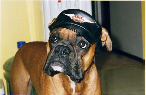 Biker Dog