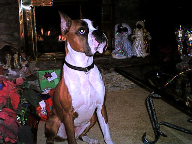 Bing at 11 months.