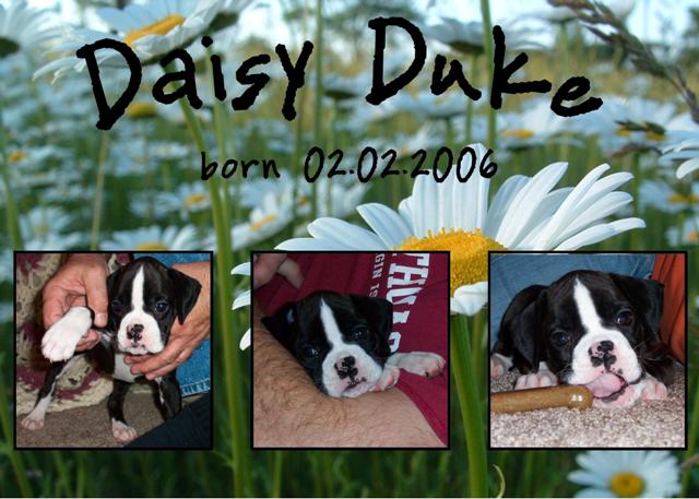 Birth Announcement for Daisy Duke