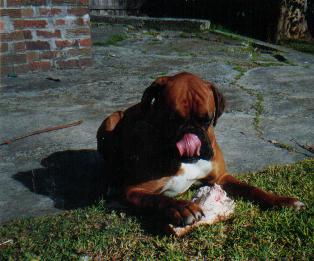 Birthday Bone