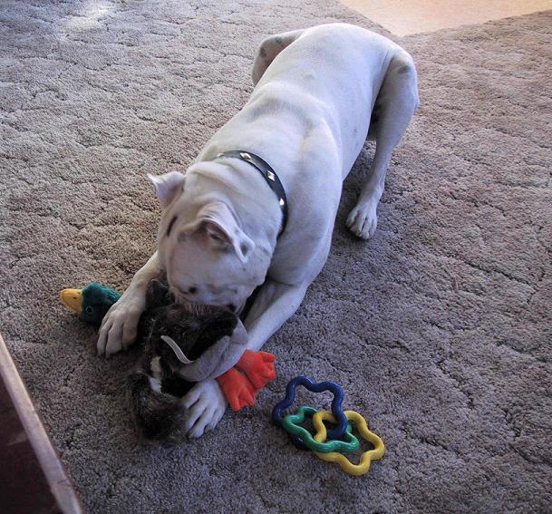BIrthday Toys