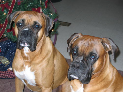 Biscuit and Earl