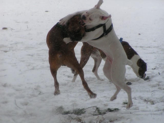 Bitty and Tyson playing rough in the snow