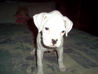 Bitty Baby
