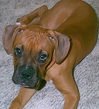 Bizo at 4 Months