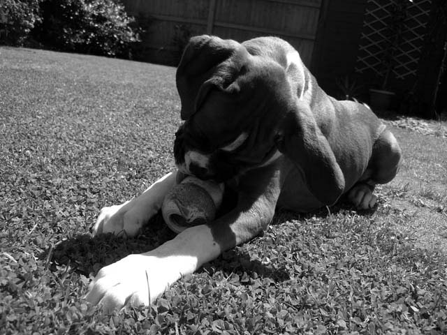 Black and white kong