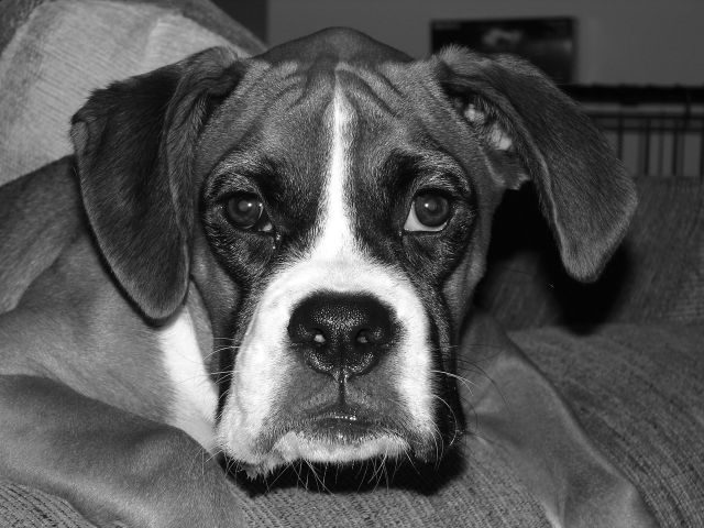 Black and White