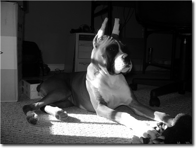 Black_and_white_Bama
