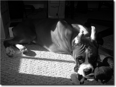 Black_and_white_Bama4