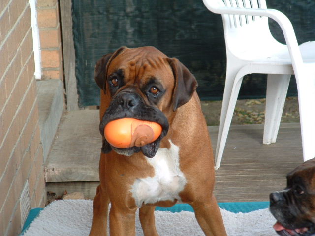 "Bladder" ball anyone?!?