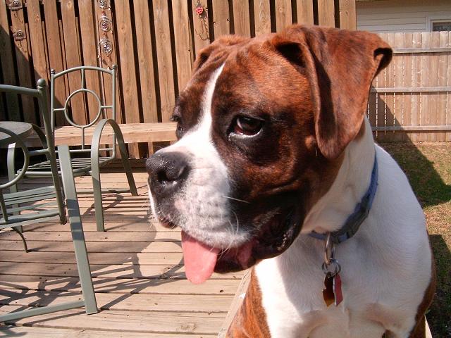 Blah!!