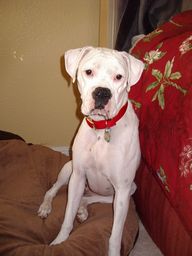 Blanca Sweet Girl