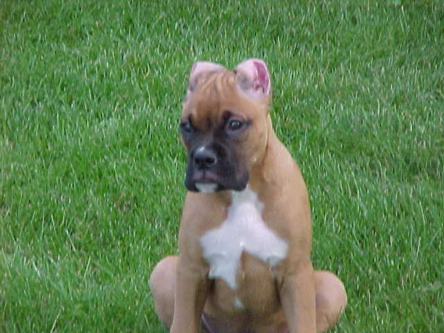 Blaze at 4 months