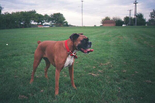 Blaze at about 8yrs