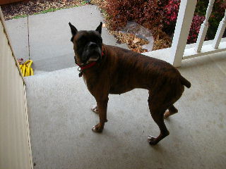 Blaze NOT wanting to go outside.