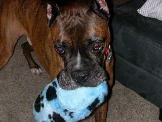 Blaze Playing Catch