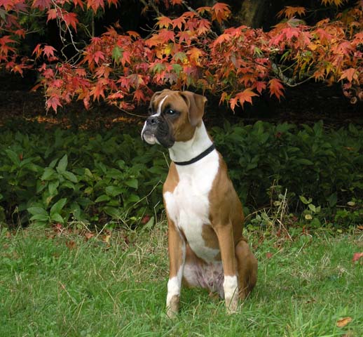 Blending into Autumn