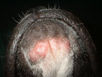 blistered chin