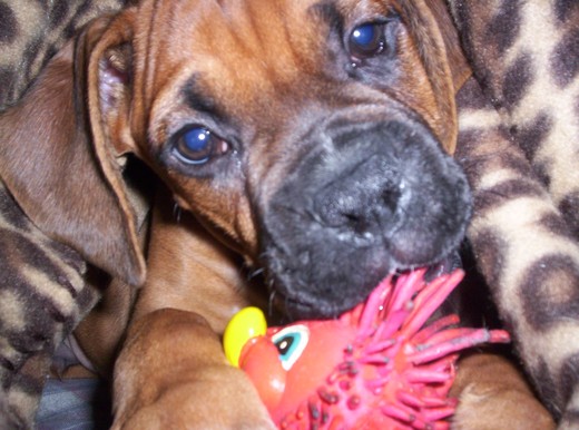 Blitz
